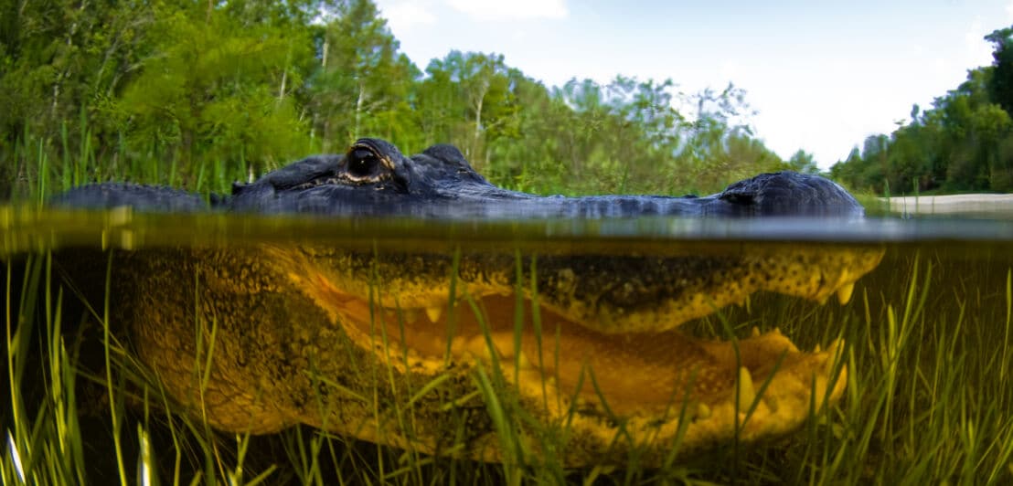 Ein Alligator im Wasser im Everglades-Nationalpark