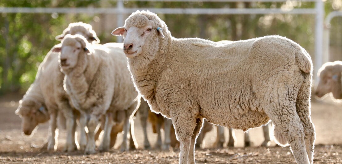 Ein Merinoschaf steht vor einer Gruppe weiterer Schafe auf einer erdigen Fläche.