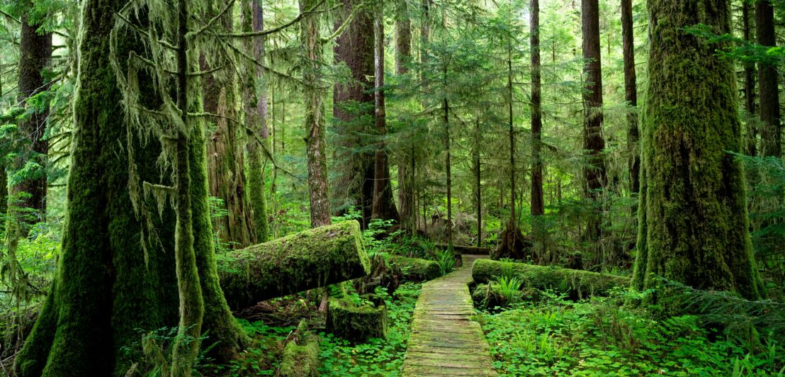 Blick auf dunklen Wald mit einem Weg im Pacific-Rim-Nationalpark in Kanada