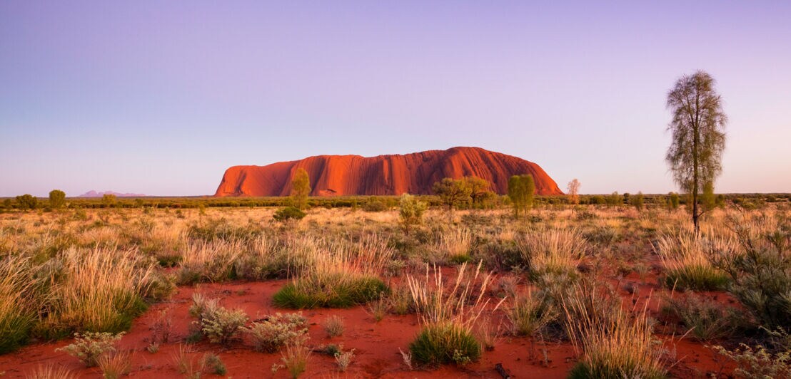 Der rote Uluru-Fels im Outback Australiens