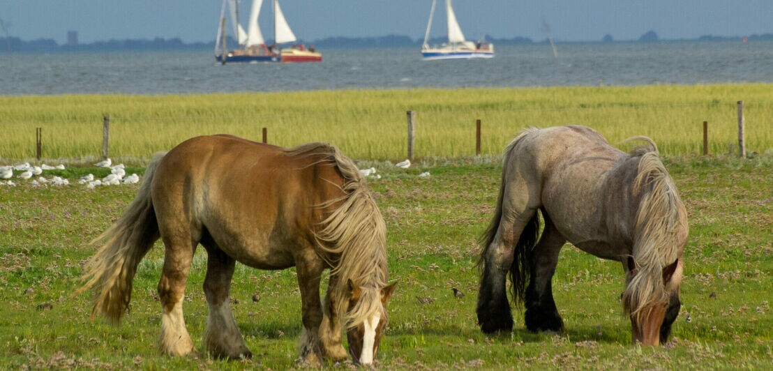 Pferde grasen am Meeresrand, im Hintergrund Segelboote