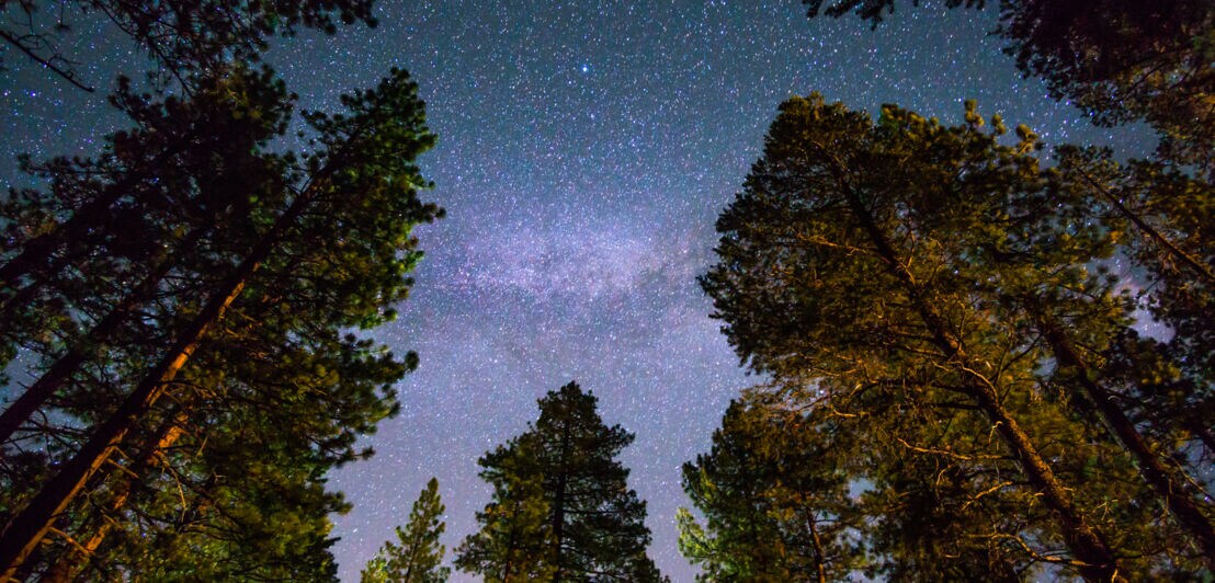 Mammutbäume ragen in den Sternenhimmel bei Nacht
