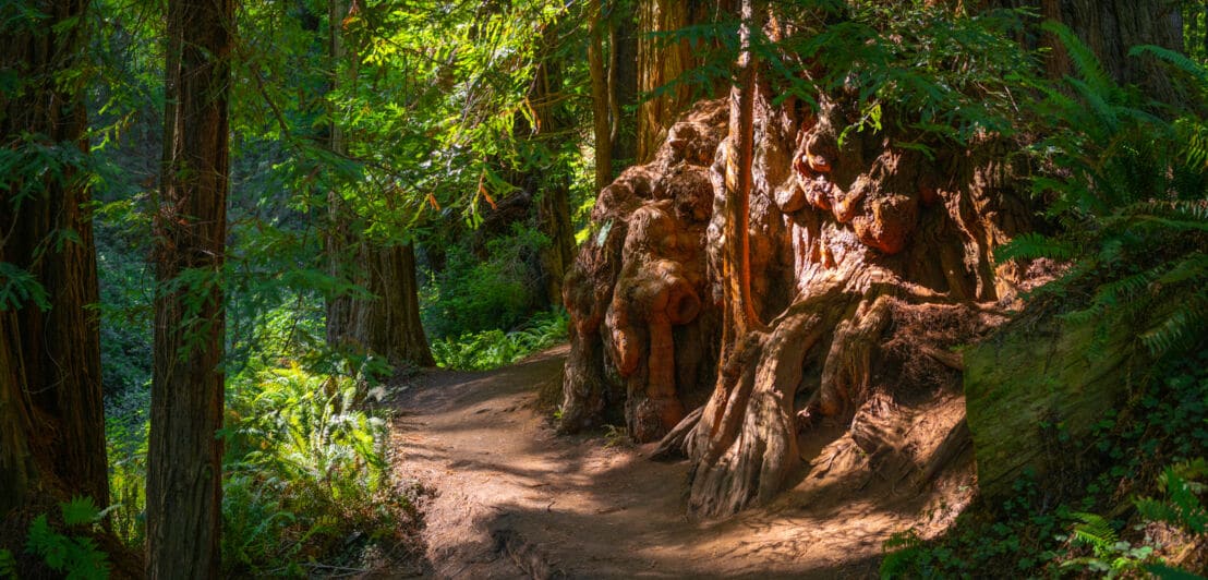 Ein Wanderweg führt durch einen dichten Wald entlang einer Mammutbaumwurzel