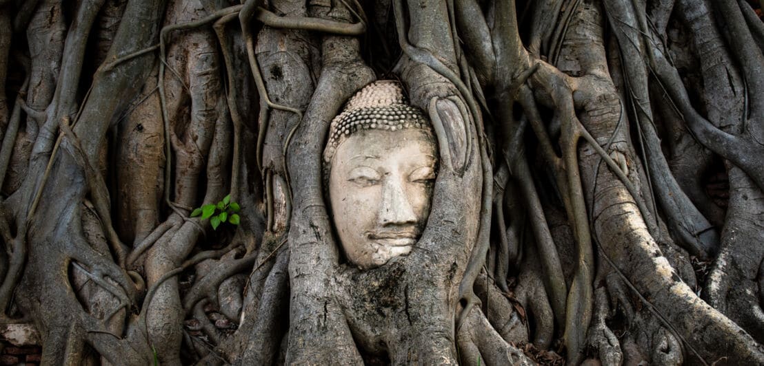 Ein von Baumwurzeln umwachsener Buddhakopf