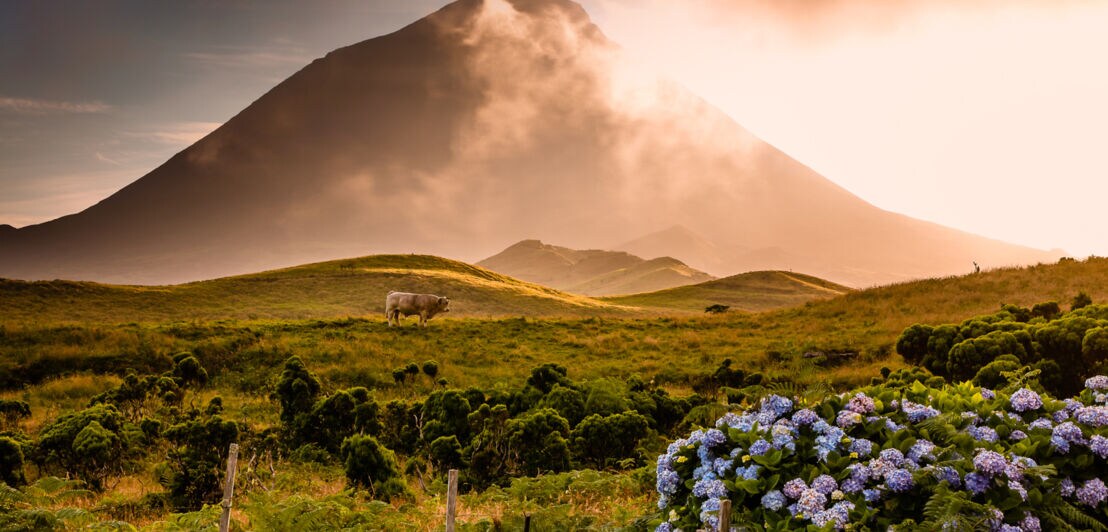 Ein Stier zwischen Hortensien und Büschen, im Hintergrund ist der Vulkan Pico mit Nebelflecken, die im goldenen Abendlicht über ihn hinwegziehen
