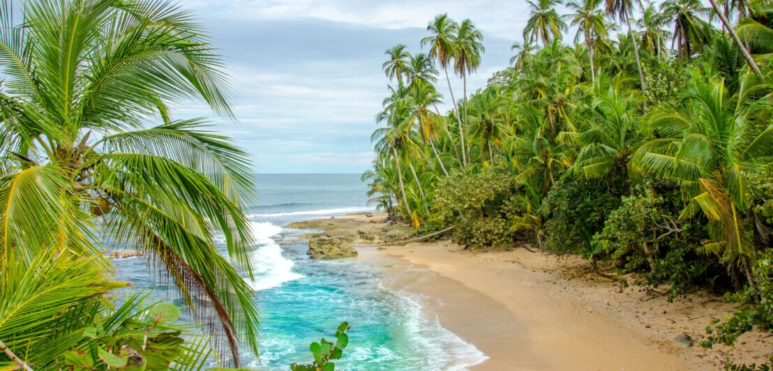 Ein Strand mit Palmen in Costa Rica