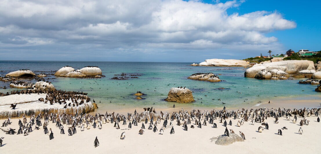 Pinguine an einem Sandstrand bei Kapstadt