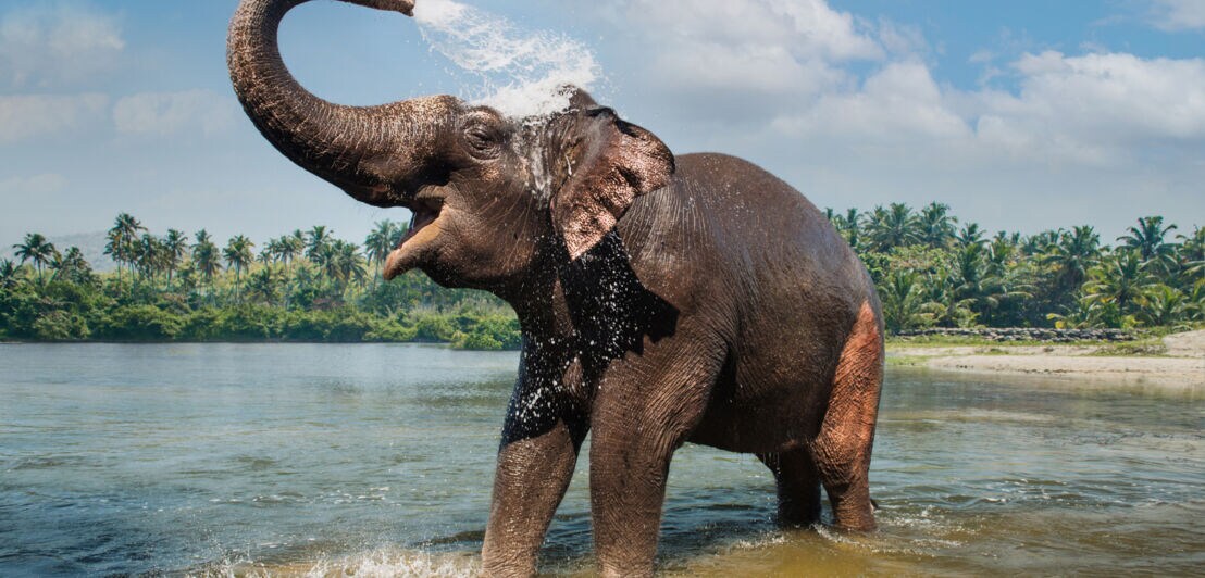 Ein Elefant wäscht sich mit Wasser aus dem Rüssel in einem Fluss