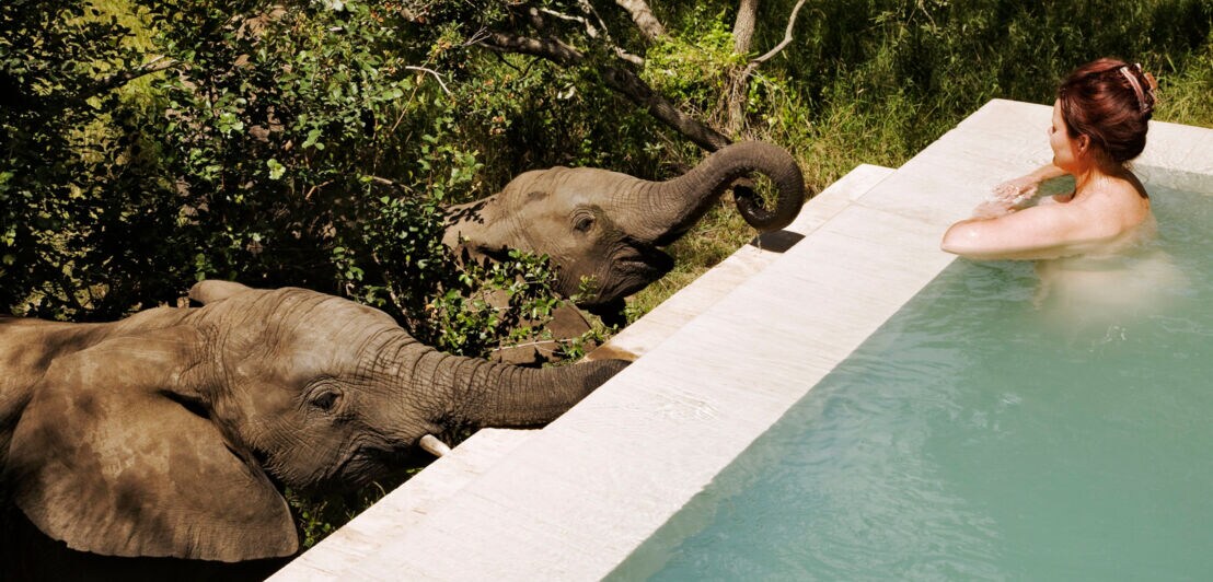 Eine Frau badet in einem privaten Pool in der Natur neben zwei kleinen Elefanten, die ihre Rüssel in Richtung des Wassers strecken