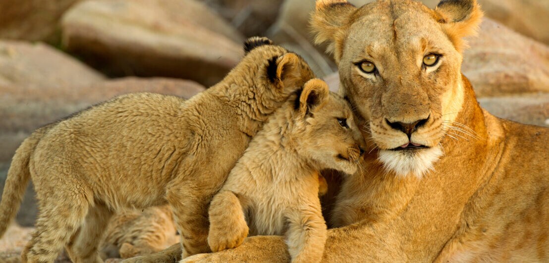 Porträt einer Löwin, die mit zwei Jungtieren kuschelt