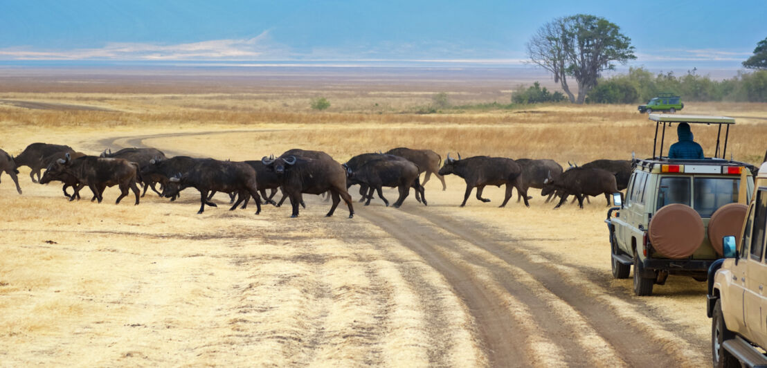 Touristen in Jeeps beobachten eine Büffelherde beim Überqueren einer Straße in der Savanne im Kruger Nationalpark