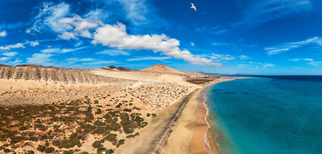 Luftaufnahme eines Strandes mit goldenem Sand und kristallklarem Meerwasser auf Fuerteventura.