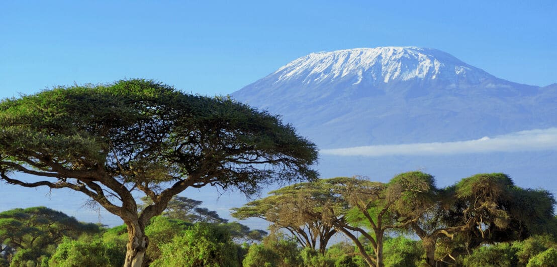 Der schneebedeckte Berg Kilimandscharo zeichnet sich hinter einer grünen Savannenlandschaft ab 