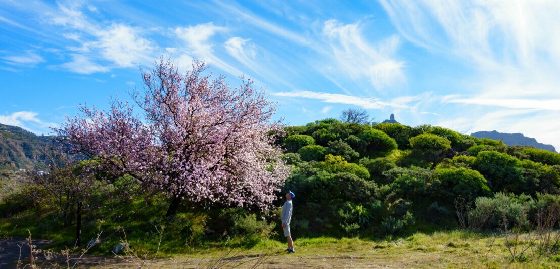 Ein Mann steht vor einem rosa blühenden Mandelbaum in einer grünen Landschaft