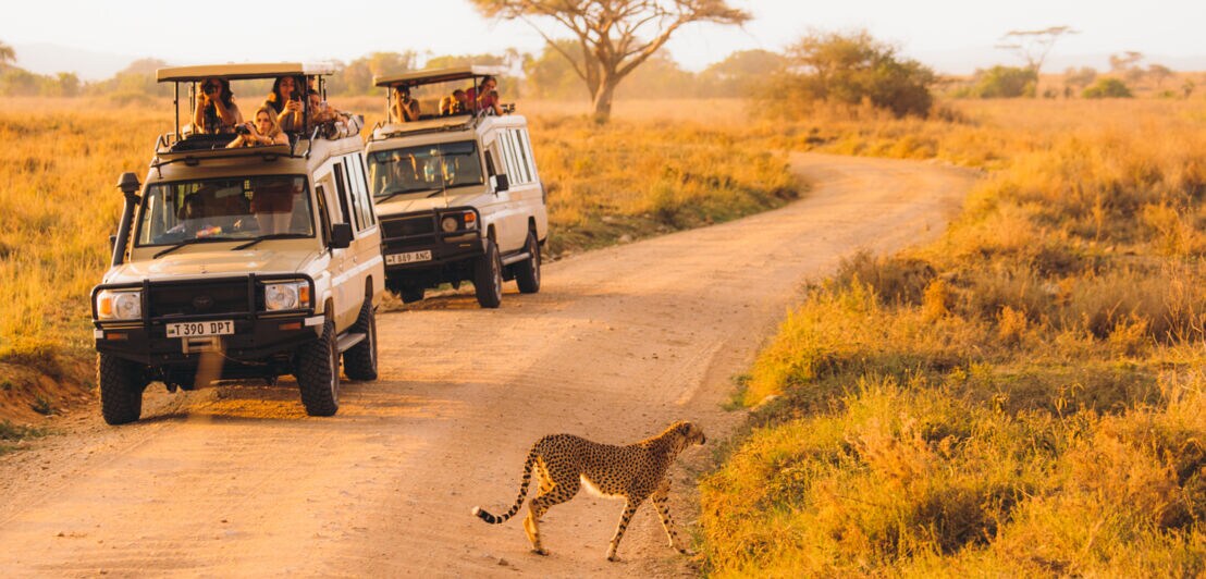 Reisende in zwei Jeeps beobachten während einer Safari einen Gepard in der afrikanischen Savanne