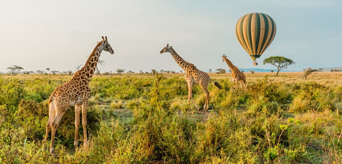 Drei Giraffen stehen in grünen Sträuchern der Serengeti, im Hintergrund ein vorbeischwebender Heißluftballon