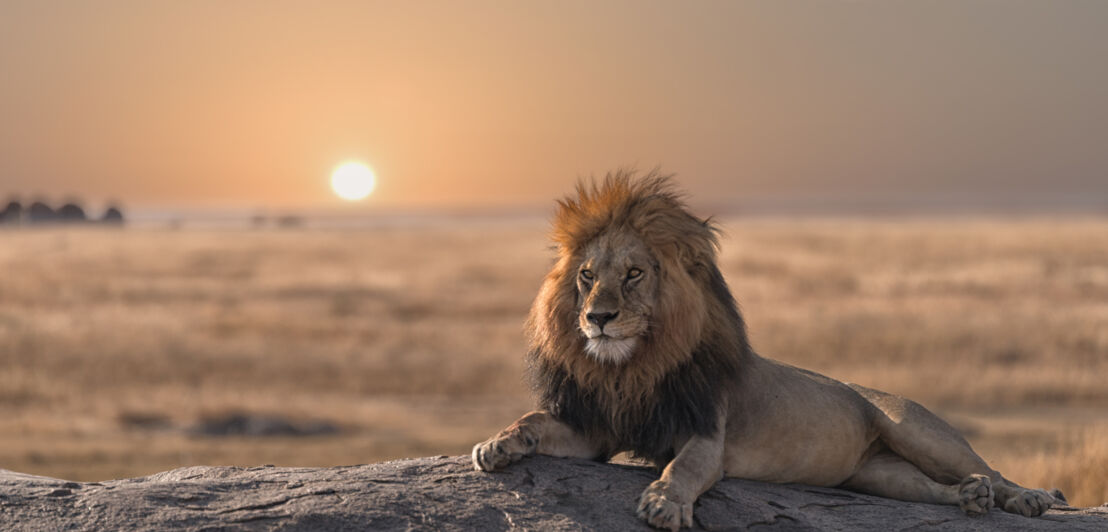 Ein männlicher Löwe liegt auf einem Felsen in der Savanne bei Sonnenuntergang