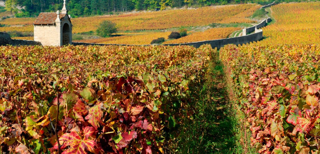 Herbstliche Weinberge im Burgund