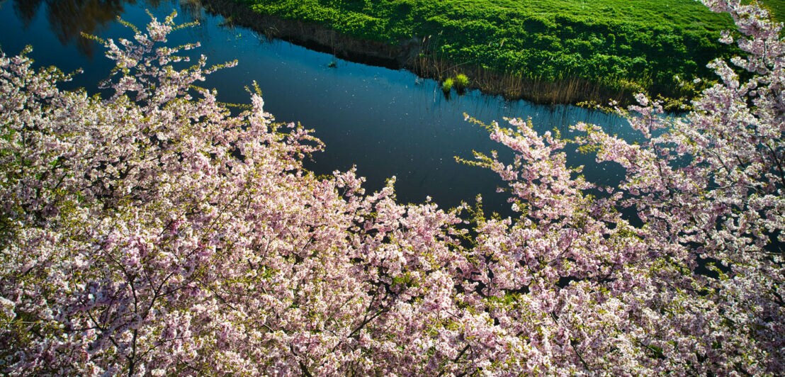 Japanische Kirschblüten blühen an Bäumen an einem Fluss.