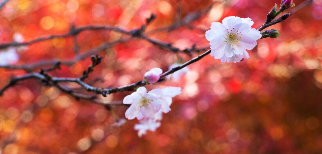 Die Blüten eines japanischen Kirschbaums in Japan.