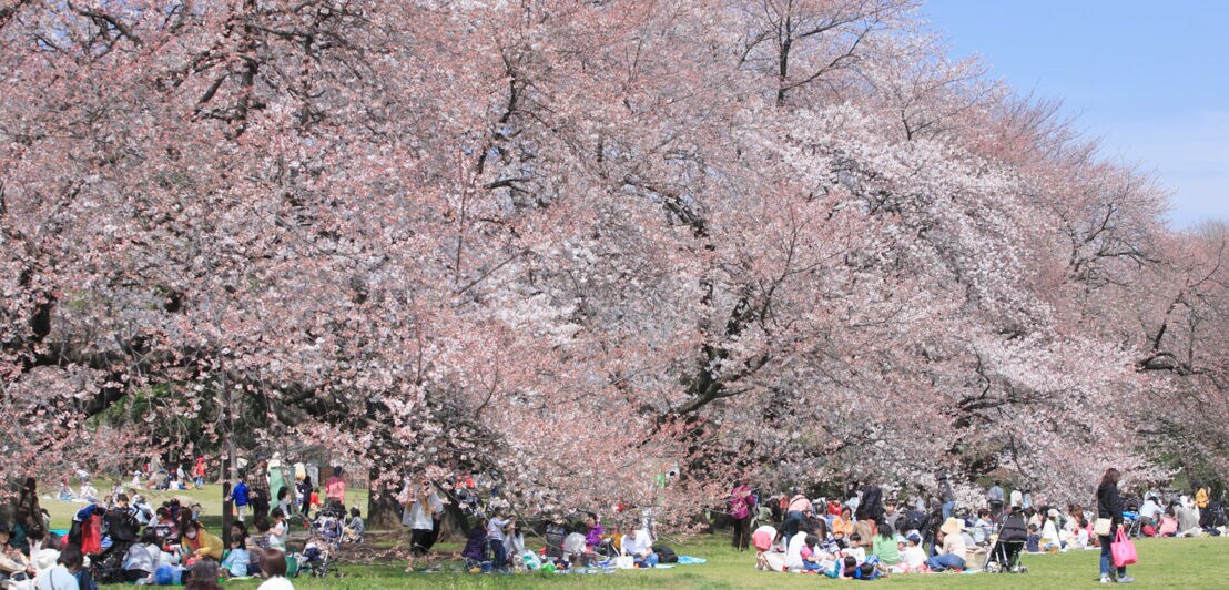 Viele Menschen beim Picknicken unter blühenden japanischen Kirschbäumen. 