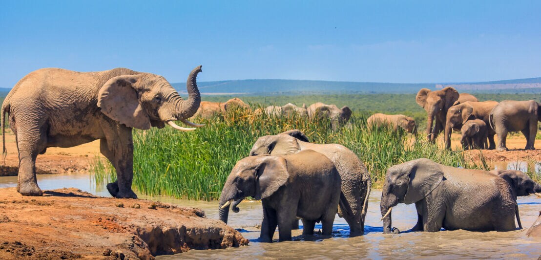 Afrikanische Elefanten an einem Wasserloch in einem Nationalpark 