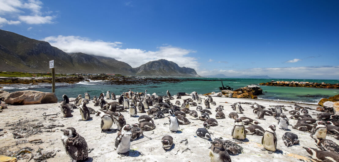 Afrikanische Pinguinkolonie in einer Bucht