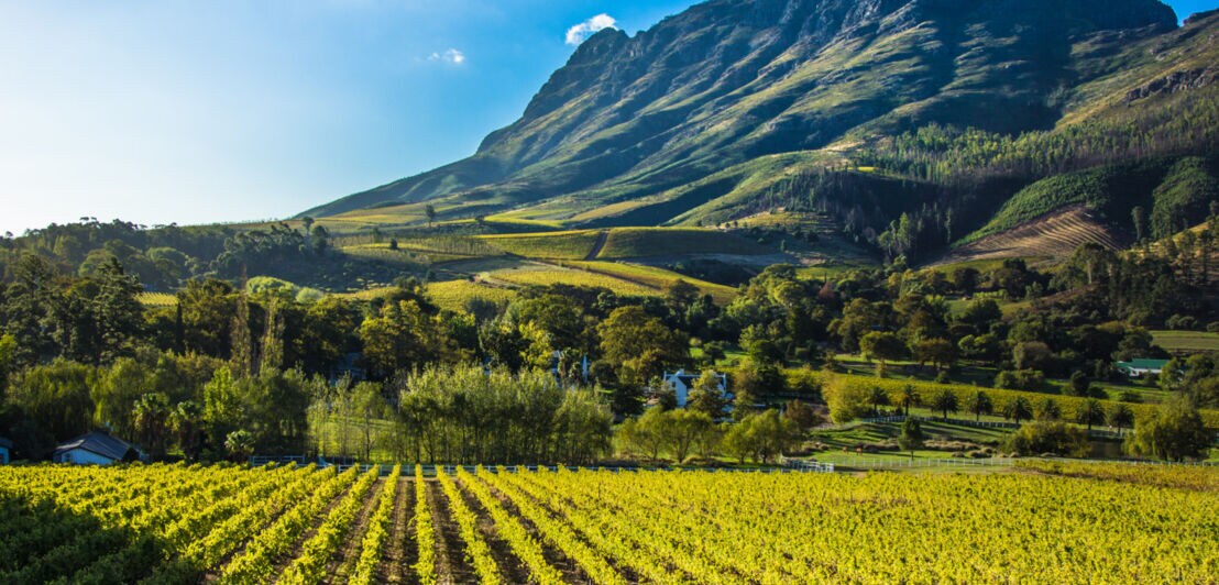 Grüne Weinregion am Fuße eines Berges