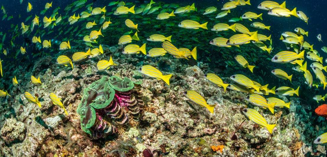 Gelbe Fische namens Blaustreifenschnapper schwimmen über Korallen