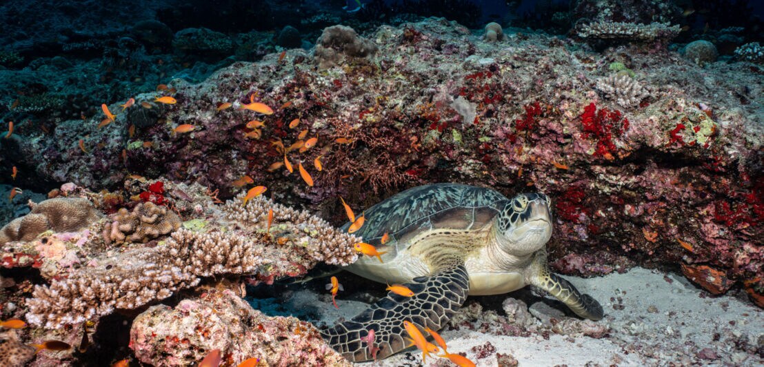 Eine Meeresschildkröte umgeben von Korallen