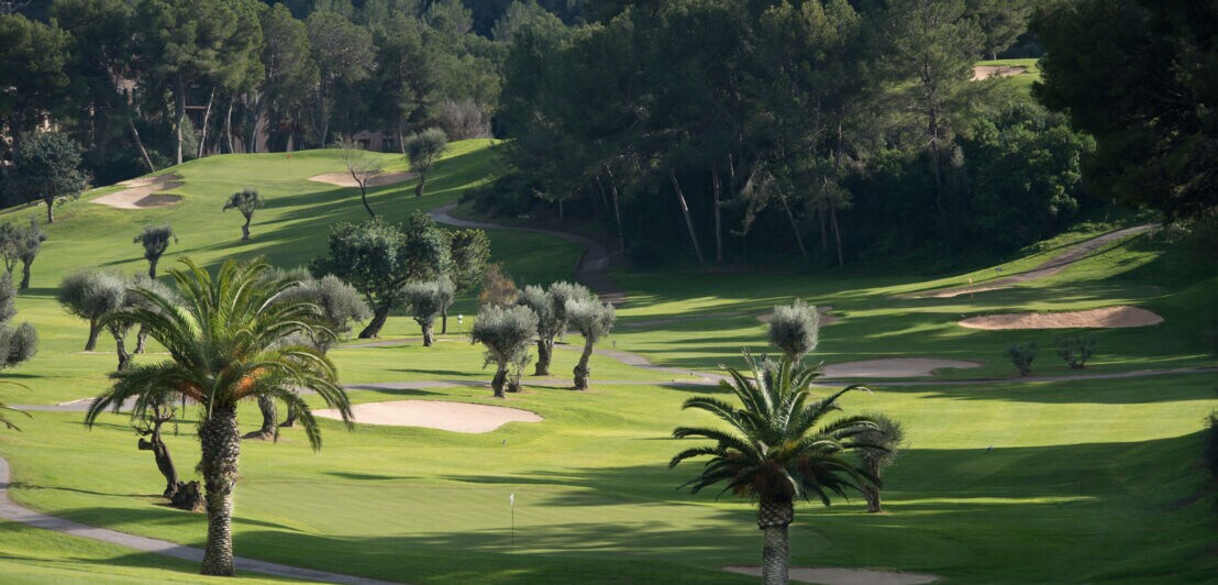 Ausschnitt des Golfklubs mit Palmen, Olivenbäumen, Bunkern, schmalen Wegen und dichtem Wald im Hintergrund