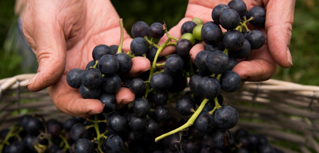 Nahaufnahme von zwei Händen, die frisch geerntete rote Weintrauben über einen Korb halten
