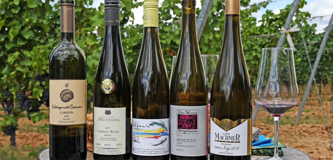 Fünf Weißweinflaschen neuer Rebsorten aufgereiht auf einem Tisch vor einem Weinberg