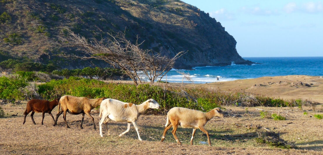 Mehrere Ziegen wandern am Strand von Statia.