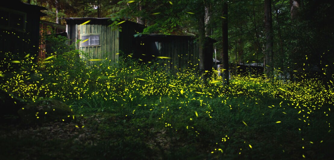 Tausende Glühwürmchen vor einer Holzhütte in einem Wald bei Nacht