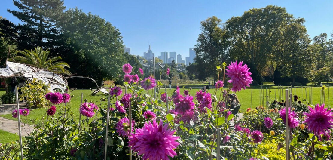 Botanischer Garten mit Rasenfläche und pinken Blumen im Vordergrund, im Hintergrund die Skyline von Frankfurt am Main