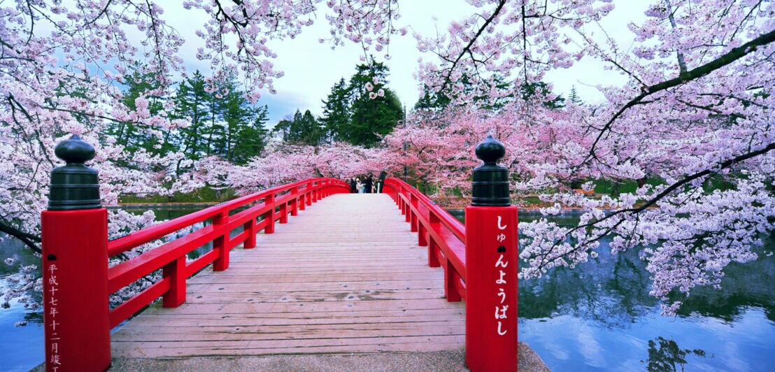 Eine rote Holzbrücke mit japanischen Schriftzeichen, umgeben von blühenden Kirschbäumen