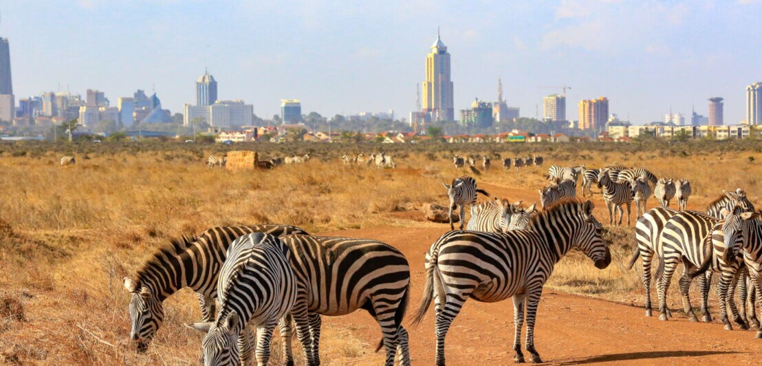 Zebras grasen in der Steppe im Nairobi-Nationalpark vor der Skyline von Nairobi