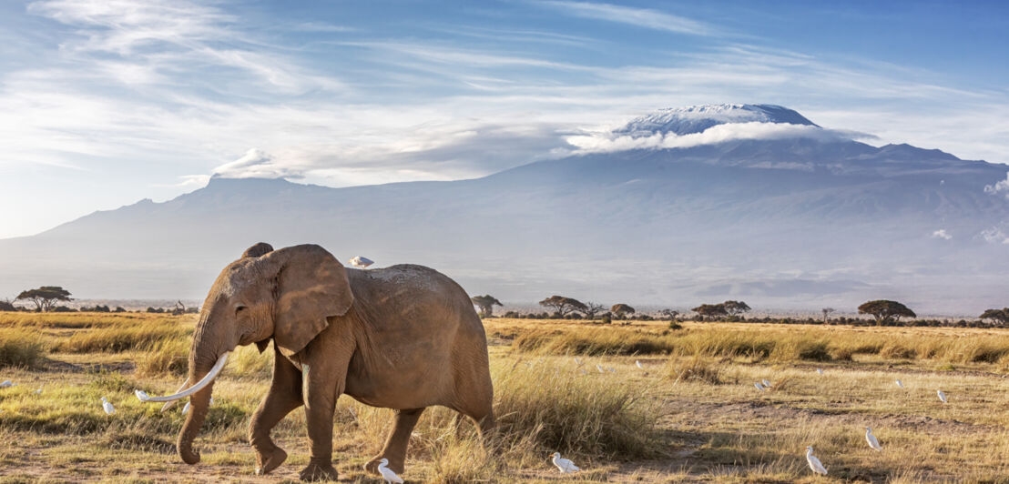 Ein Afrikanischer Elefant läuft durch die Savanne, hinter ihm ist in einiger Entfernung der Kilimandscharo zu sehen