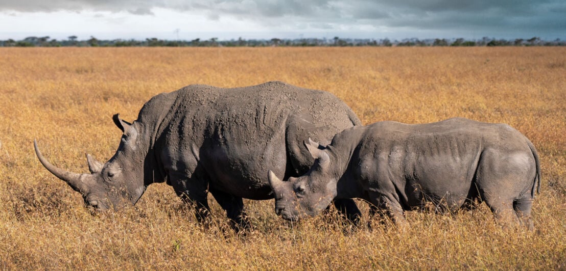 Zwei Nashörner grasen in der Trockensavanne in Kenia