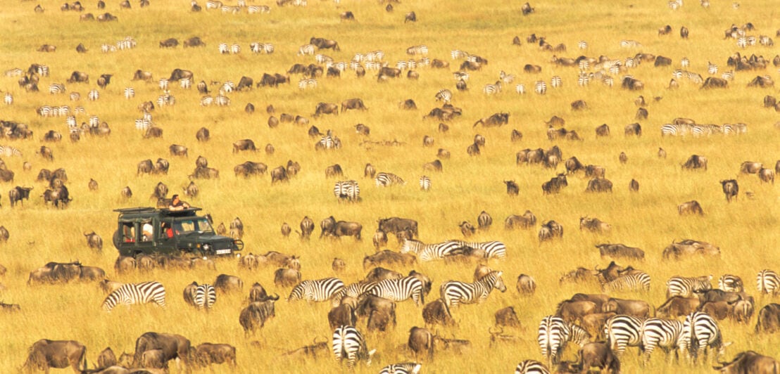 Ein Auto befindet sich in der afrikanischen Savanne zwischen zahlreichen Zebra- und Gnu-Herden