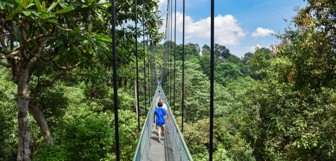 Rückansicht mehrerer Personen, die hintereinander über eine schmale Brücke entlang von Baumkronen durch einen Regenwald laufen
