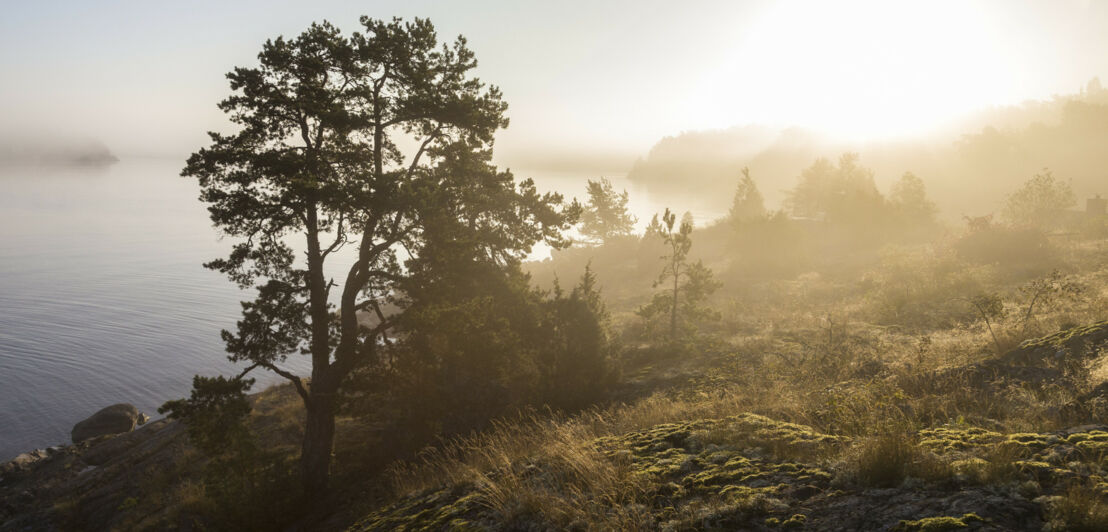 Bäume im Nebel auf einer Insel in Schweden