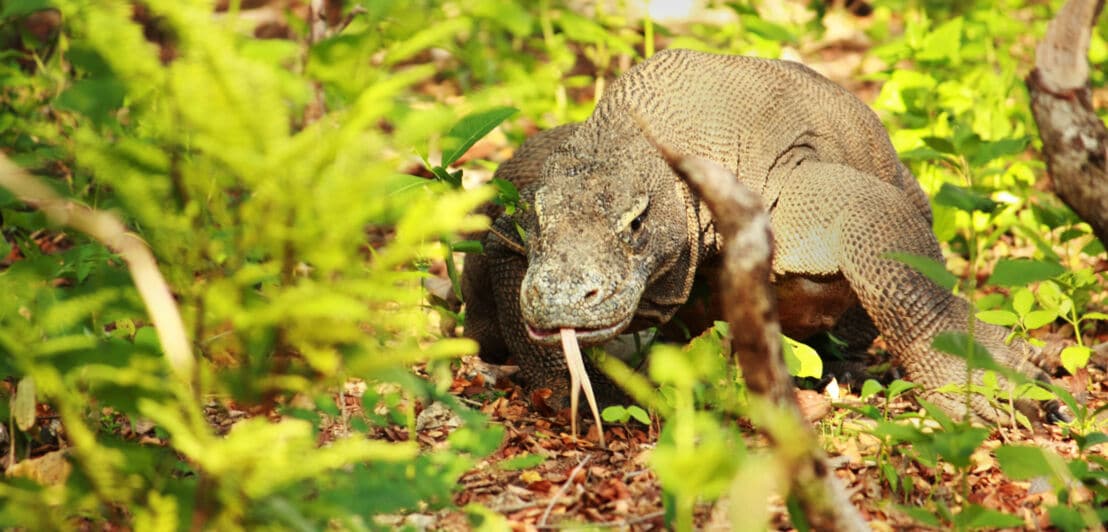 Ein Komodowaran läuft zwischen Büschen entlang und steckt gerade seine Zunge heraus