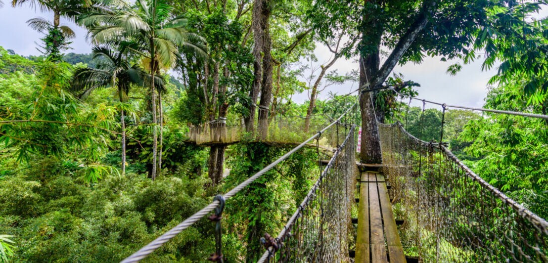 Eine Hängebrücke führt durch einen Wald