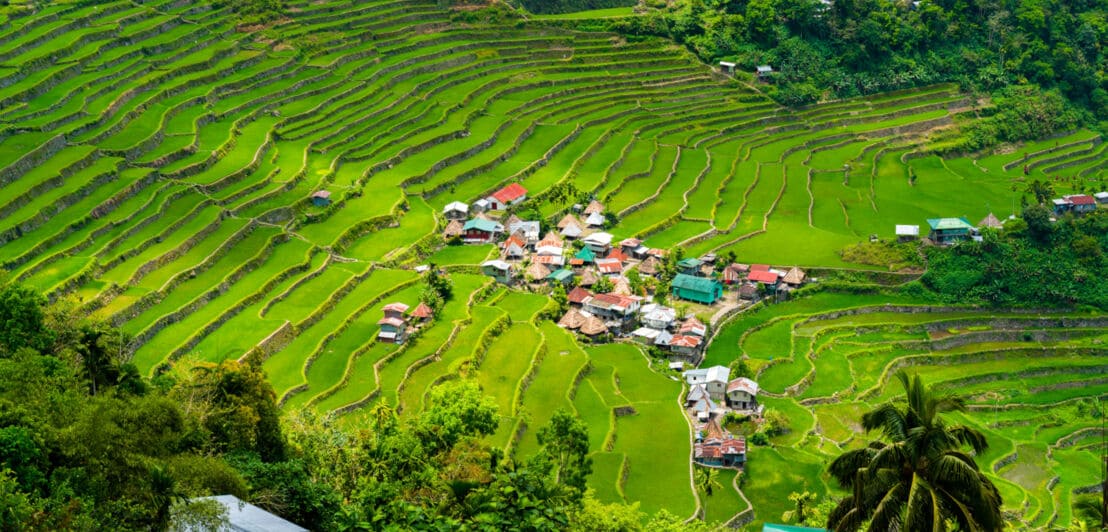 Grüne Reisterrassen mit einer kleinen Ortschaft im Hochland auf den Philippinen