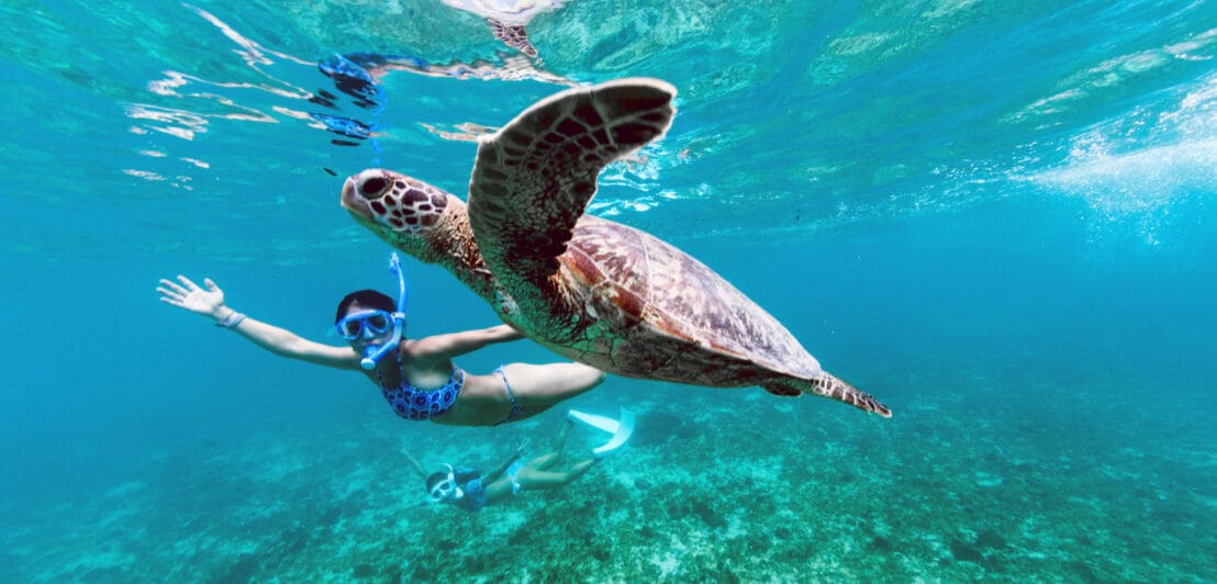 Zwei Schnorchlerinnen schwimmen im türkisblauen Wasser mit einer Wasserschildkröte