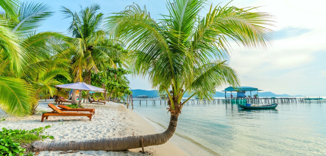Ein Strand mit Palmen, Steg, Sonnenschirm und Liegen