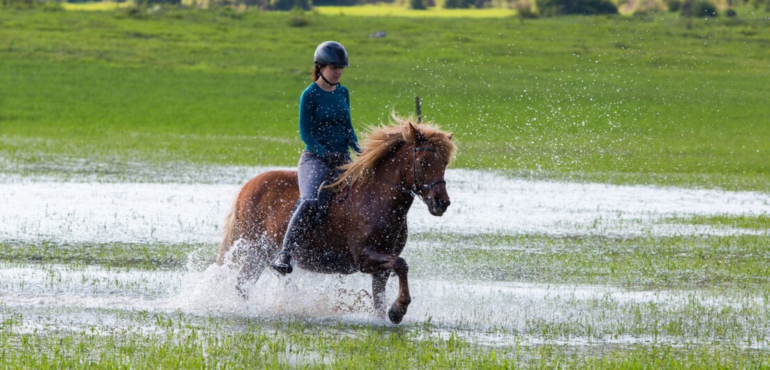 Eine Reiterin auf einem Islandpferd reitet über eine teils unter Wasser stehende Wiese