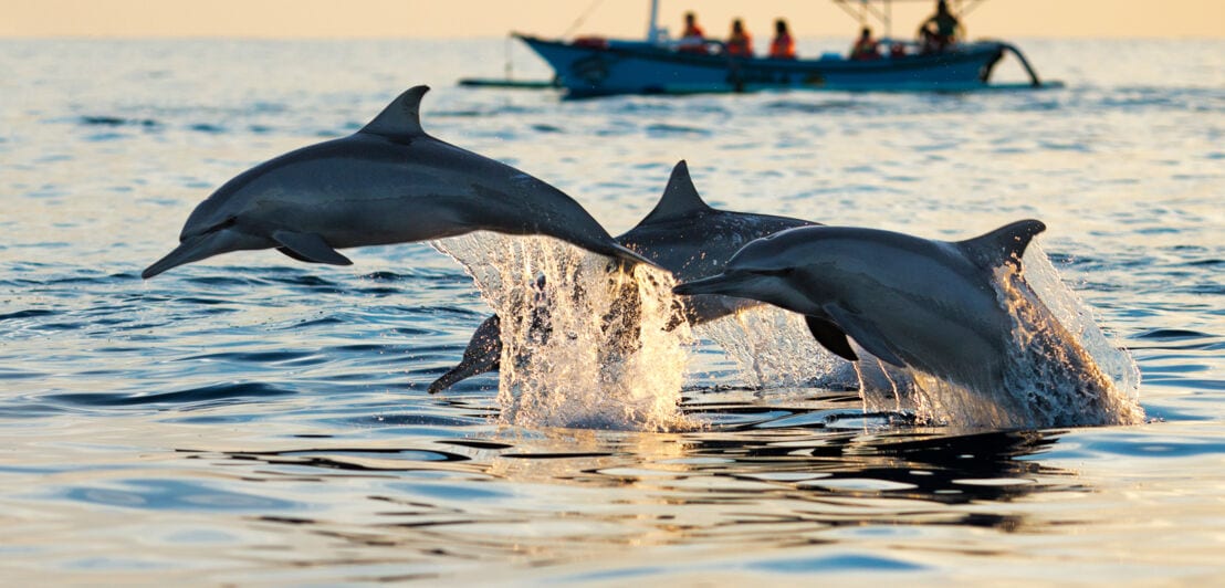 Nahaufnahme von drei aus dem Meer springenden Delfinen, die von Personen auf einem Boot beobachtet werden